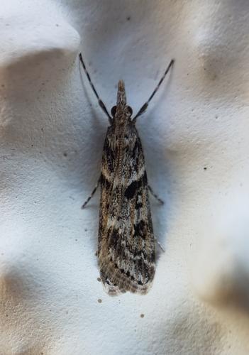 Réf. 217 195 : Eudonia angustea